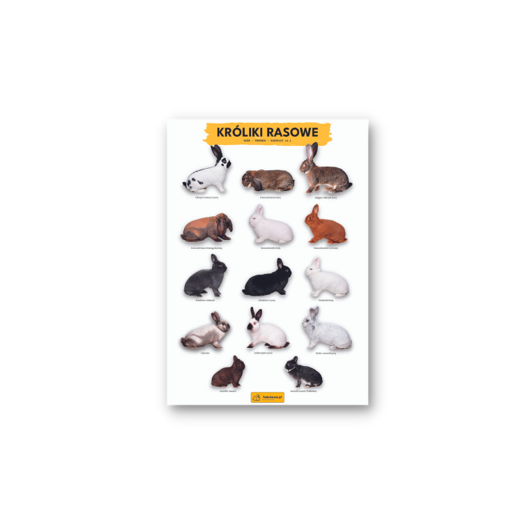 Plakat z rasami królików króliki do króliczarni 59,4 x 84,1 cm